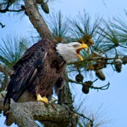 Earthspan tracks eagles rescued from mud pit