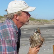 Fall Peregrine Surveys Under Way