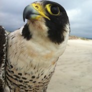 53 Years of Peregrine Falcon Studies