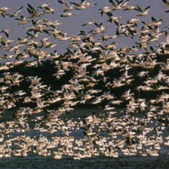 Satellite Tracking White Pelicans and White-faced Ibis